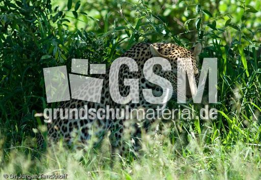 leopard (37 von 60).jpg